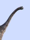 Brachiosaurus (Brachiosaurus)