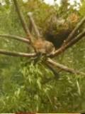Mother Longlegs (Arachnida Acidosasa)