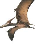 Pteranodon (Pteranodon)