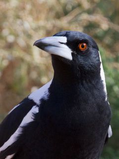 Daryl The Magpie