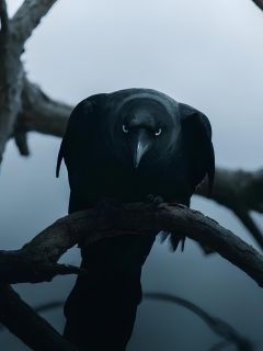 Corvus Nightwing