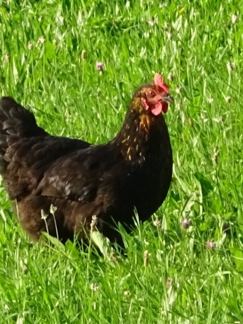Supreme Chicken