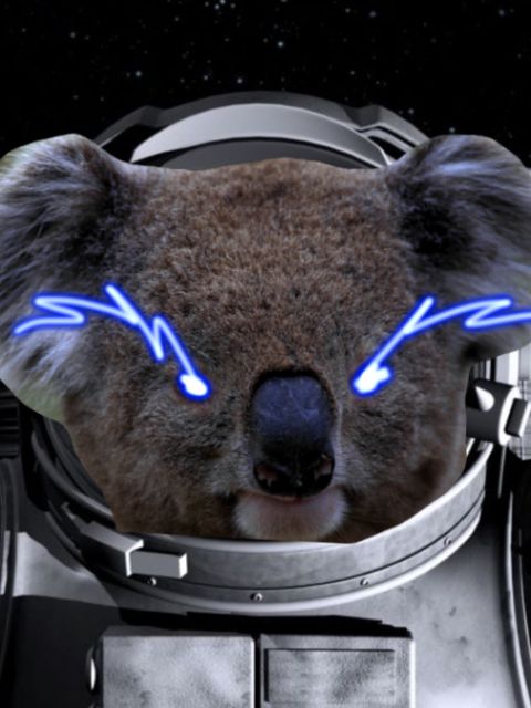 Cosmic Koala